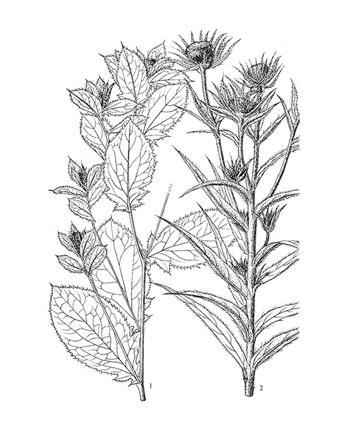 Natural compounds from  Atractylodes lancea